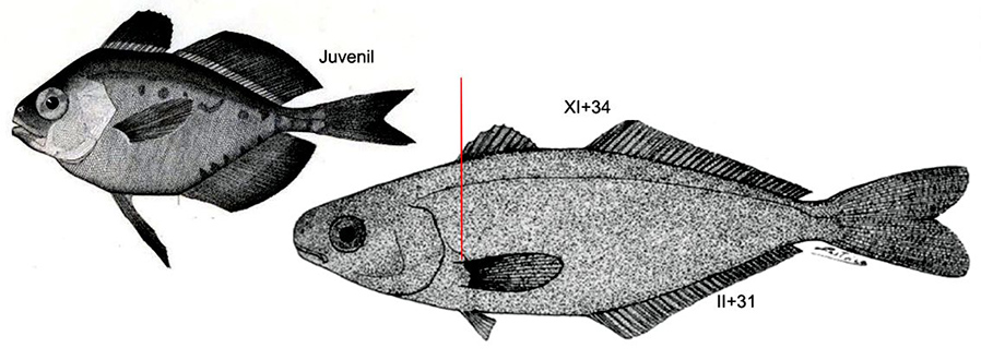 Psenes pellucidus_01.jpg